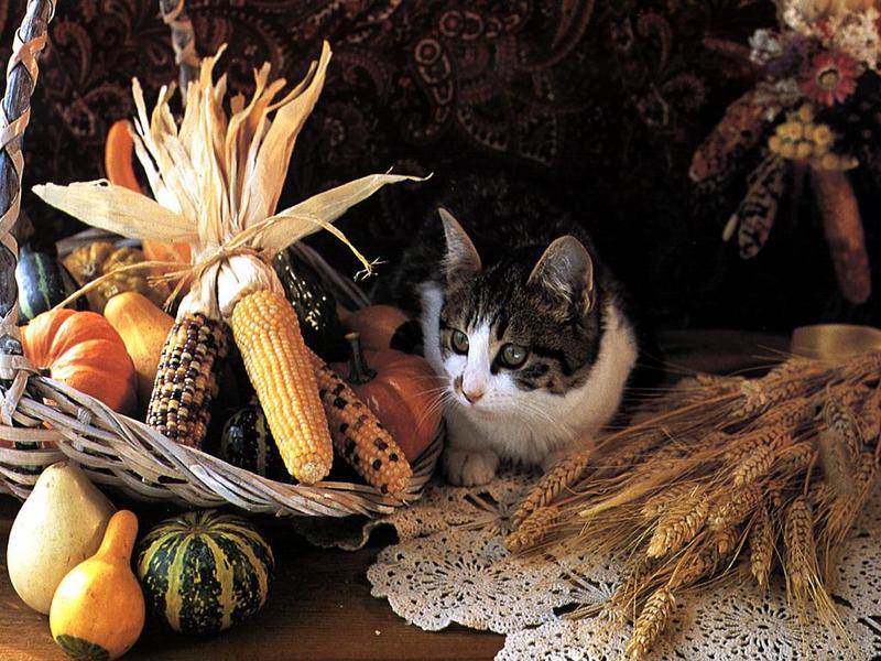 Ouriel - Chat - Kitten{!--새끼/아기 고양이--> harvest; DISPLAY FULL IMAGE.