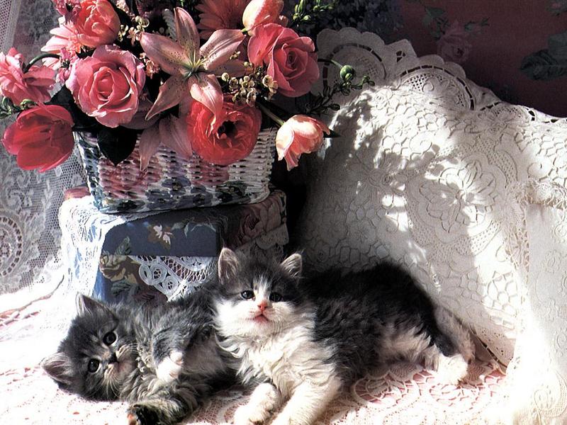 Ouriel - Chat - Kittens{!--새끼/아기 고양이--> and flower; DISPLAY FULL IMAGE.