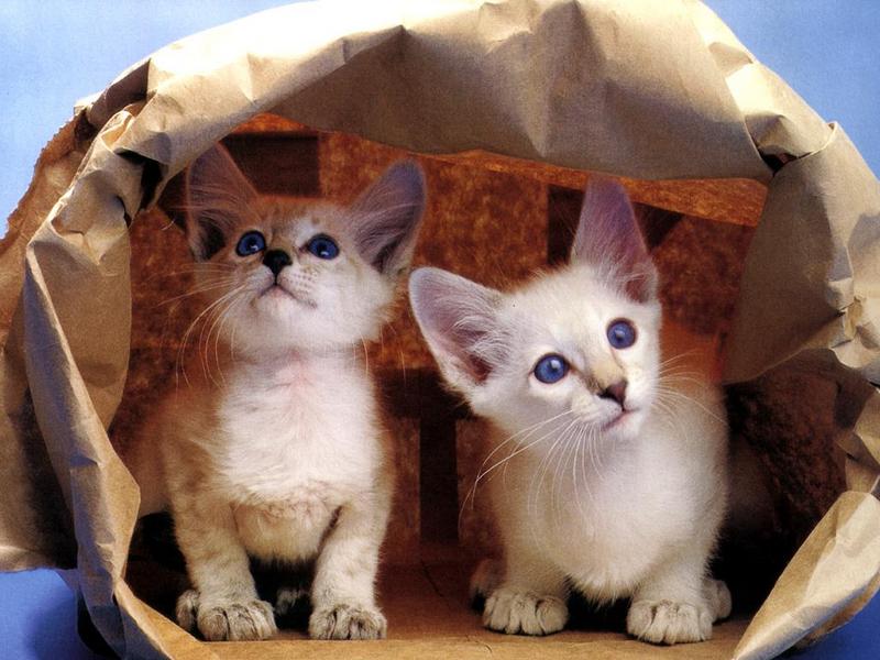 Ouriel - Chat - Kittens{!--새끼/아기 고양이--> in paper bag; DISPLAY FULL IMAGE.