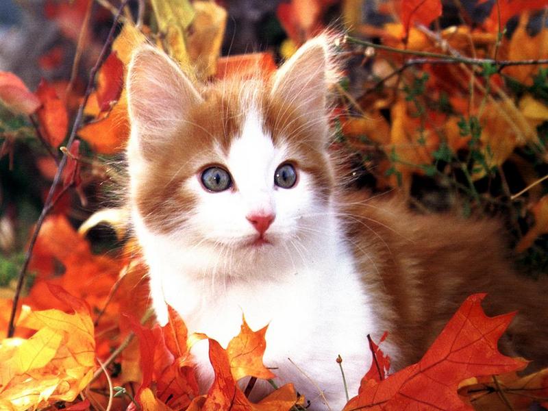Ouriel - Chat - Kittens{!--새끼/아기 고양이--> in maple leaves; DISPLAY FULL IMAGE.