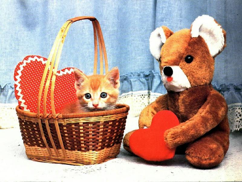 Ouriel - Chat - Kitten{!--새끼/아기 고양이--> in basket; DISPLAY FULL IMAGE.