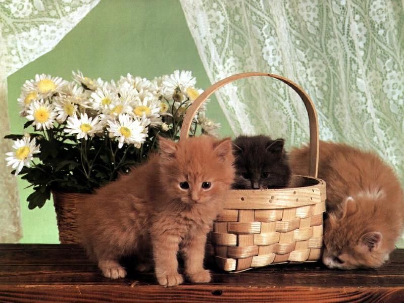 Ouriel - Chat - Kittens{!--새끼/아기 고양이--> and basket; DISPLAY FULL IMAGE.