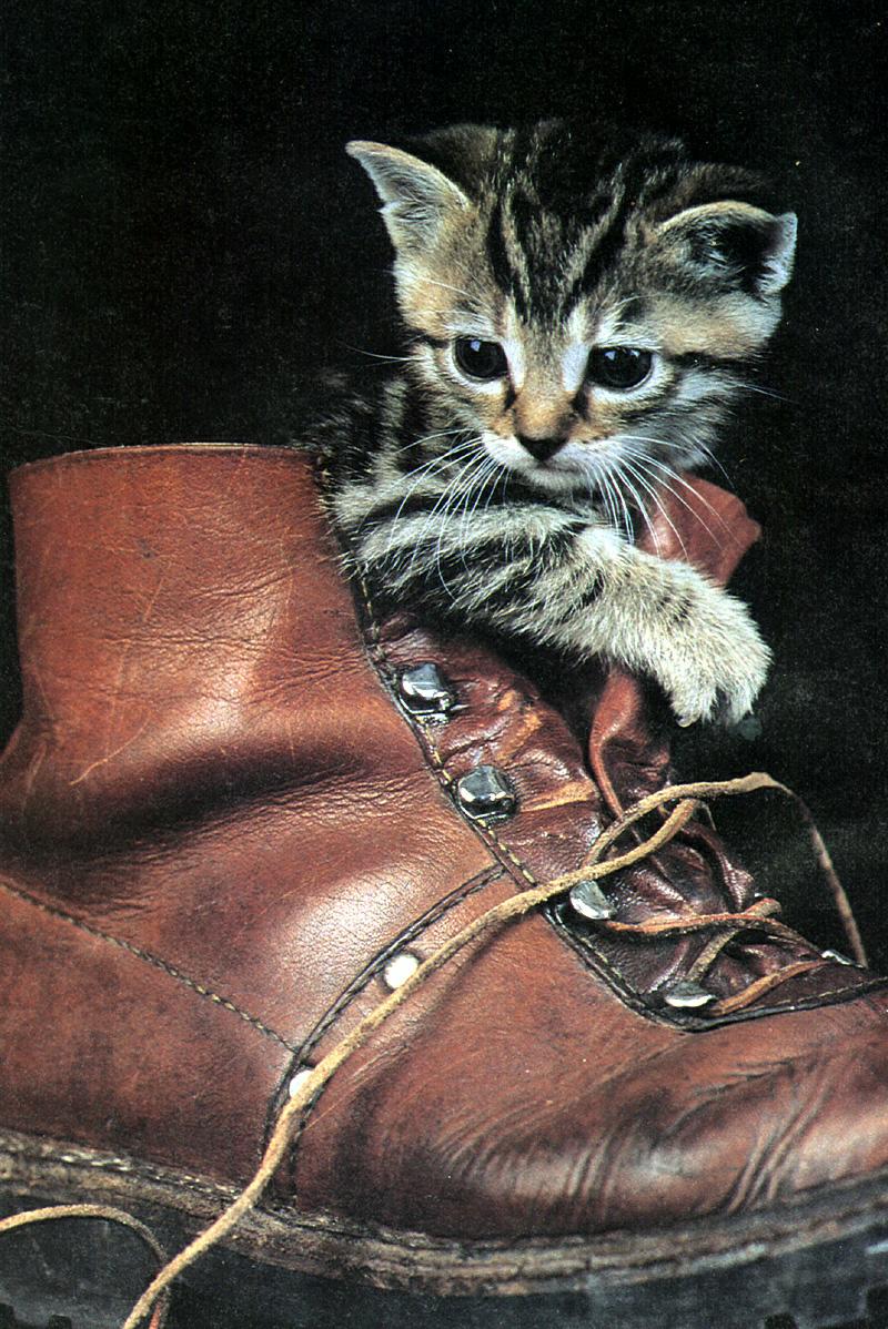 Ouriel - Chat - Kitten{!--새끼/아기 고양이--> in shoe; DISPLAY FULL IMAGE.