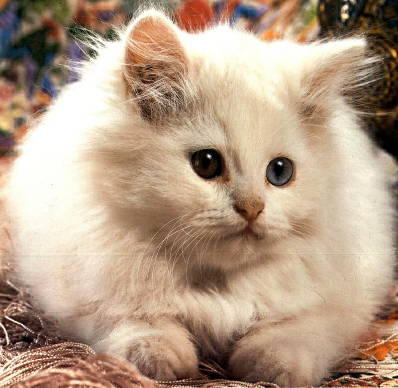 Ouriel - Chat - Kitten{!--새끼/아기 고양이--> white; DISPLAY FULL IMAGE.