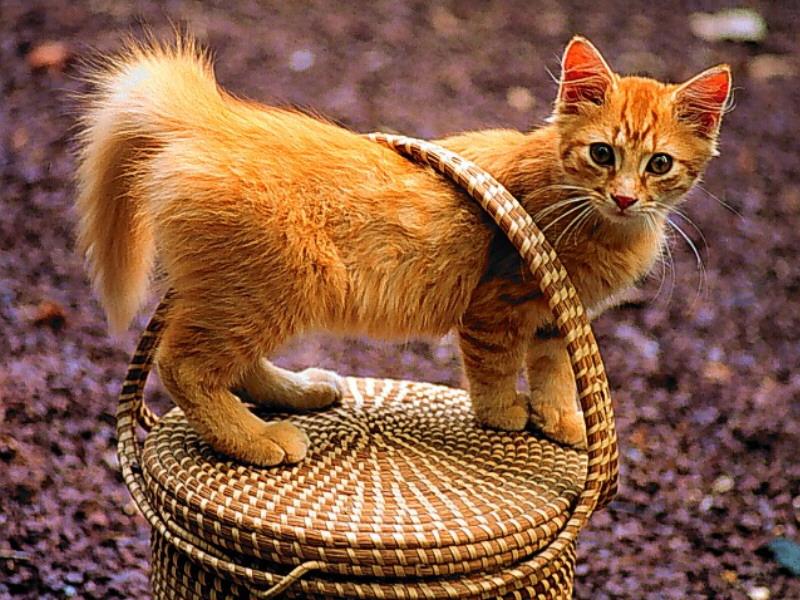 Kitten{!--새끼/아기 고양이--> on basket; DISPLAY FULL IMAGE.