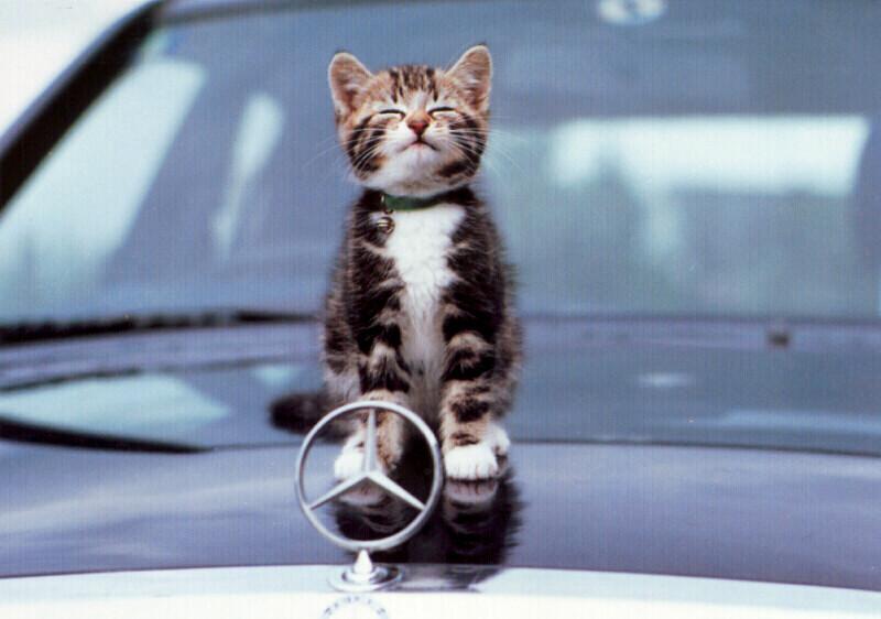 Kitten{!--새끼/아기 고양이--> on vehicle; DISPLAY FULL IMAGE.