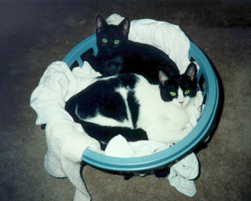 Kittens{!--새끼/아기 고양이--> in a basket; DISPLAY FULL IMAGE.