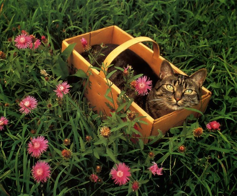 Domestic Cat{!--고양이--> in basket; DISPLAY FULL IMAGE.
