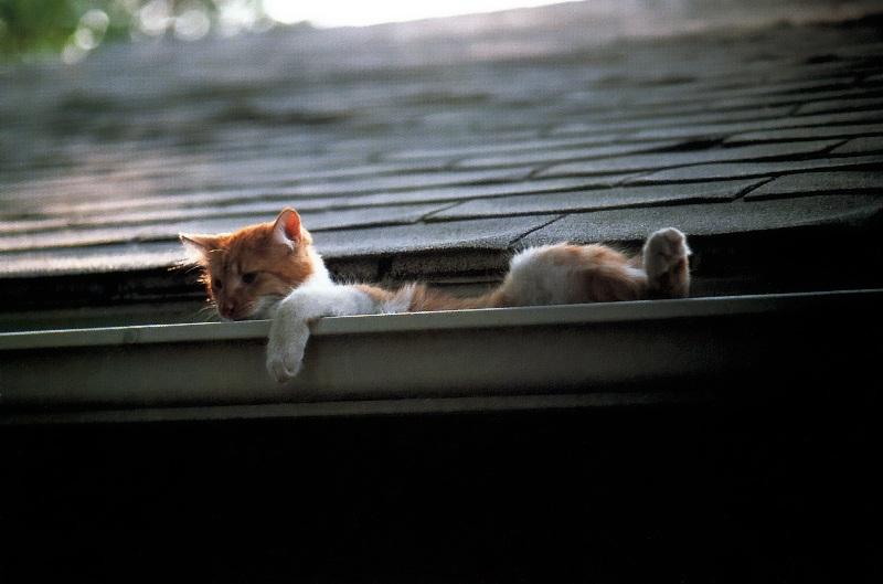 Domestic Cat{!--고양이--> on roof; DISPLAY FULL IMAGE.