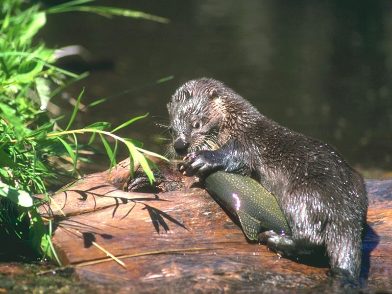 North American River Otter (Lontra canadensis){!--북미수달--> eating brook trout; DISPLAY FULL IMAGE.