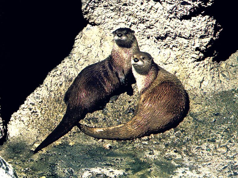 North American River Otter (Lontra canadensis){!--북미수달--> pair; DISPLAY FULL IMAGE.