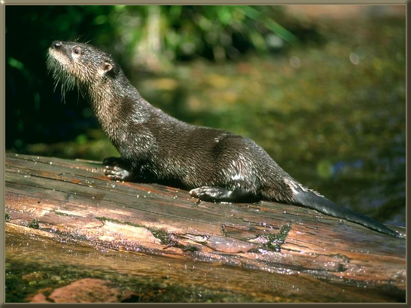 North American River Otter (Lontra canadensis){!--북미수달--> on log; DISPLAY FULL IMAGE.