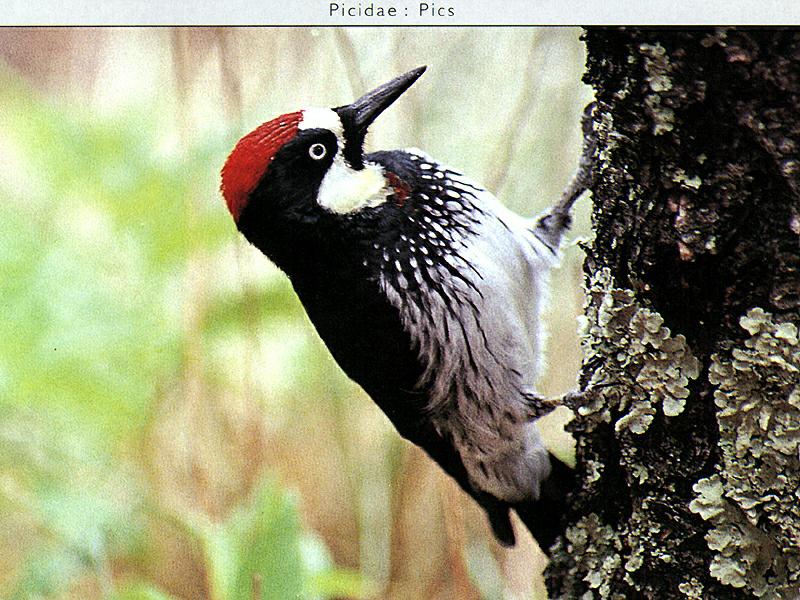 Acorn Woodpecker (Melanerpes formicivorus){!--도토리딱다구리-->; DISPLAY FULL IMAGE.