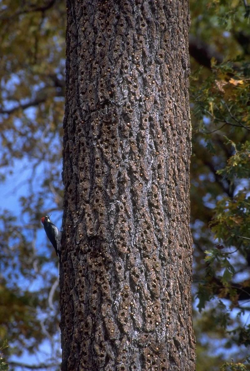 Acorn Woodpecker (Melanerpes formicivorus){!--도토리딱다구리-->; DISPLAY FULL IMAGE.