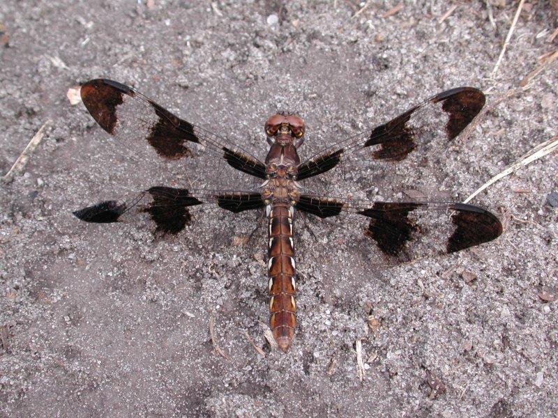 Dragonfly (Anisoptera){!--잠자리--> on the ground; DISPLAY FULL IMAGE.