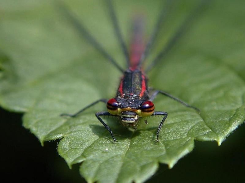Dragonfly (Anisoptera){!--잠자리-->; DISPLAY FULL IMAGE.