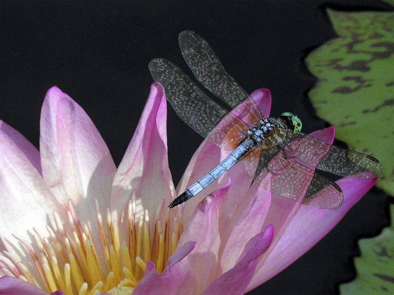 Dragonfly (Anisoptera){!--잠자리--> on lotus flower; DISPLAY FULL IMAGE.