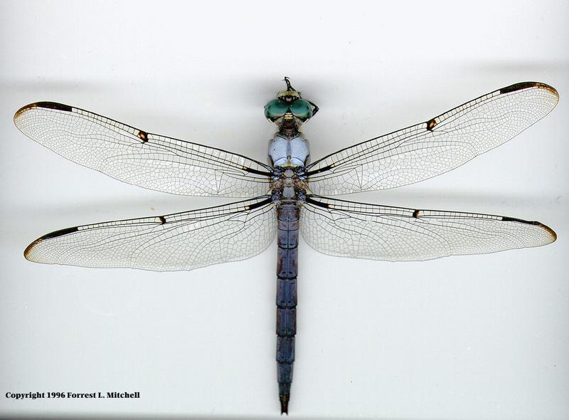 Dragonfly (Anisoptera){!--잠자리-->; DISPLAY FULL IMAGE.