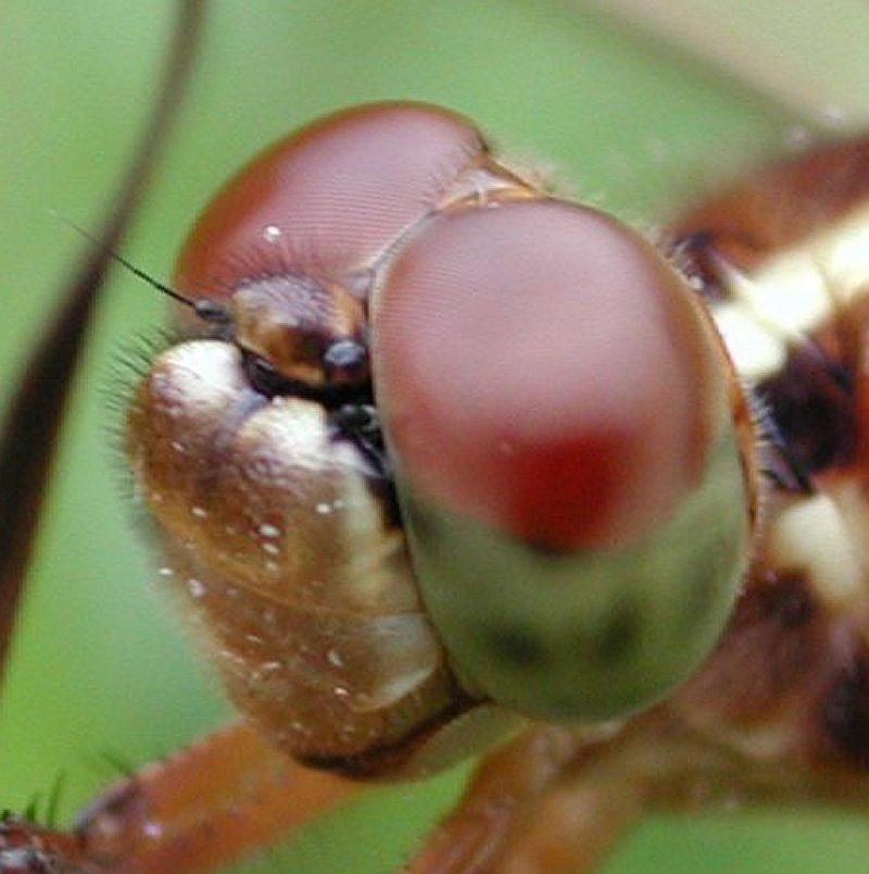 Dragonfly (Anisoptera){!--잠자리--> eyes; DISPLAY FULL IMAGE.