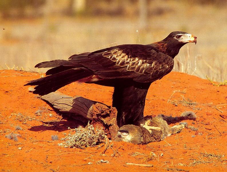 Wedge-tailed Eagle (Aquila audax){!--쐐기꼬리수리--> with victim; DISPLAY FULL IMAGE.
