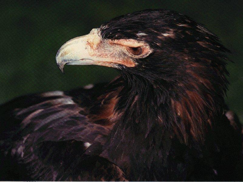 Wedge-tailed Eagle (Aquila audax){!--쐐기꼬리수리--> head; DISPLAY FULL IMAGE.