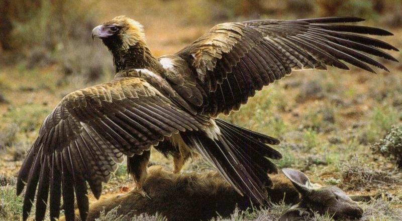 Wedge-tailed Eagle (Aquila audax){!--쐐기꼬리수리--> on roo carrion; DISPLAY FULL IMAGE.