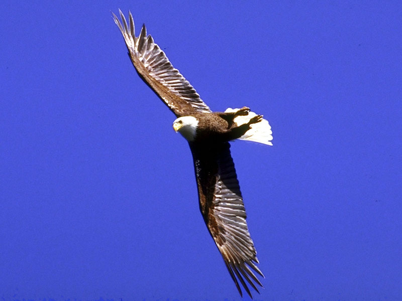 Bald Eagle (Haliaeetus leucocephalus){!--흰머리수리--> in flight; DISPLAY FULL IMAGE.