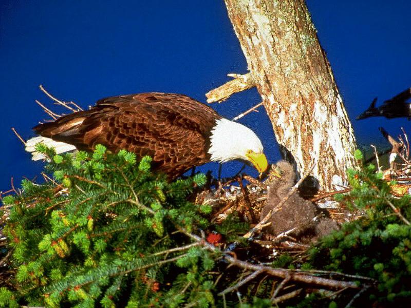 Bald Eagle (Haliaeetus leucocephalus){!--흰머리수리--> and chick on nest; DISPLAY FULL IMAGE.
