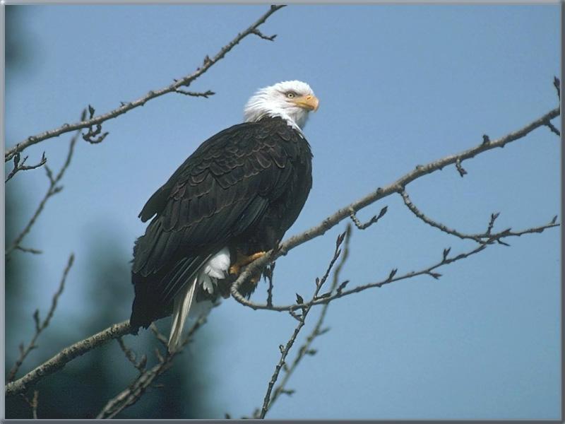 Bald Eagle (Haliaeetus leucocephalus){!--흰머리수리--> perched; DISPLAY FULL IMAGE.