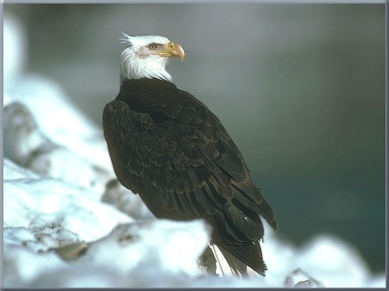 Bald Eagle (Haliaeetus leucocephalus){!--흰머리수리--> on snow; DISPLAY FULL IMAGE.