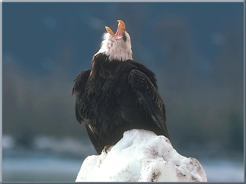 Bald Eagle (Haliaeetus leucocephalus){!--흰머리수리--> calling; DISPLAY FULL IMAGE.
