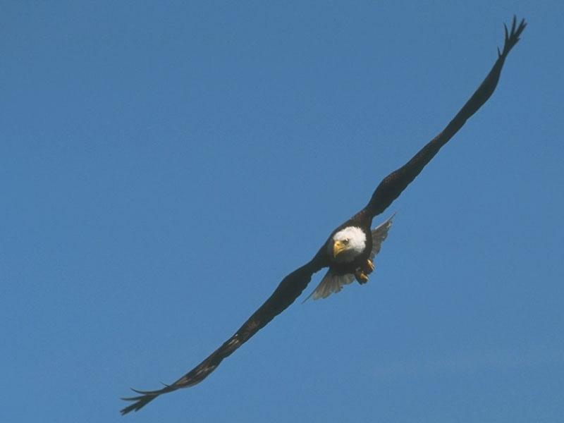 Bald Eagle (Haliaeetus leucocephalus){!--흰머리수리--> flying; DISPLAY FULL IMAGE.