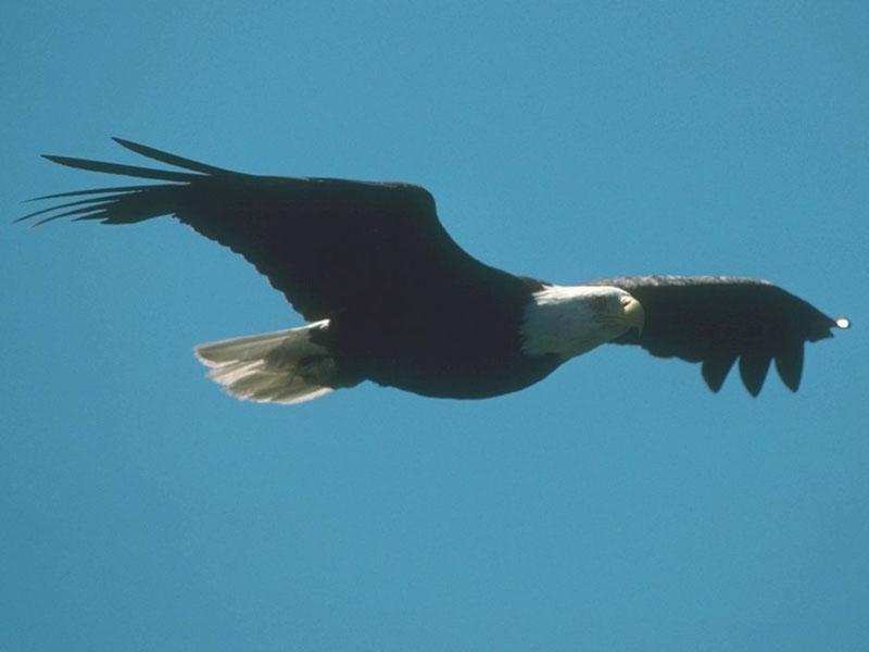 Bald Eagle (Haliaeetus leucocephalus){!--흰머리수리--> soaring; DISPLAY FULL IMAGE.