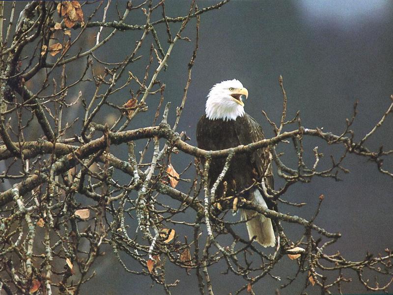 Bald Eagle (Haliaeetus leucocephalus){!--흰머리수리--> calling perched on tree; DISPLAY FULL IMAGE.