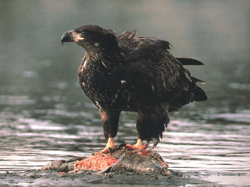 Bald Eagle (Haliaeetus leucocephalus){!--흰머리수리--> juvenile; DISPLAY FULL IMAGE.