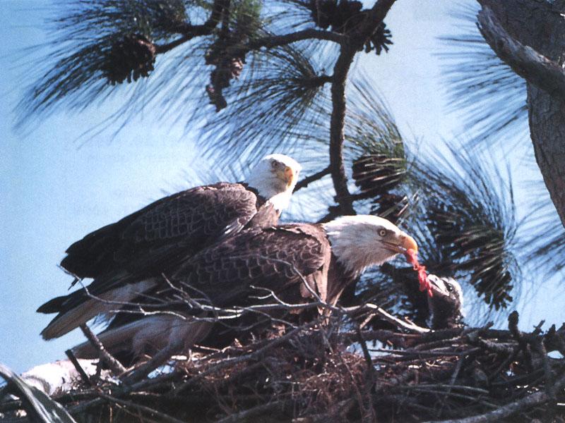 Bald Eagle (Haliaeetus leucocephalus){!--흰머리수리--> family; DISPLAY FULL IMAGE.