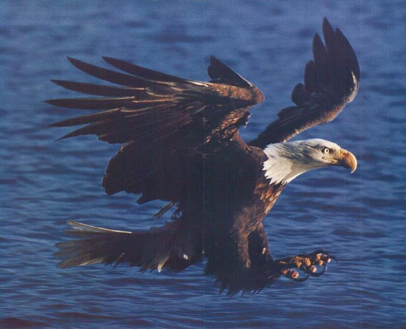 Bald Eagle (Haliaeetus leucocephalus){!--흰머리수리--> hunting flight; DISPLAY FULL IMAGE.