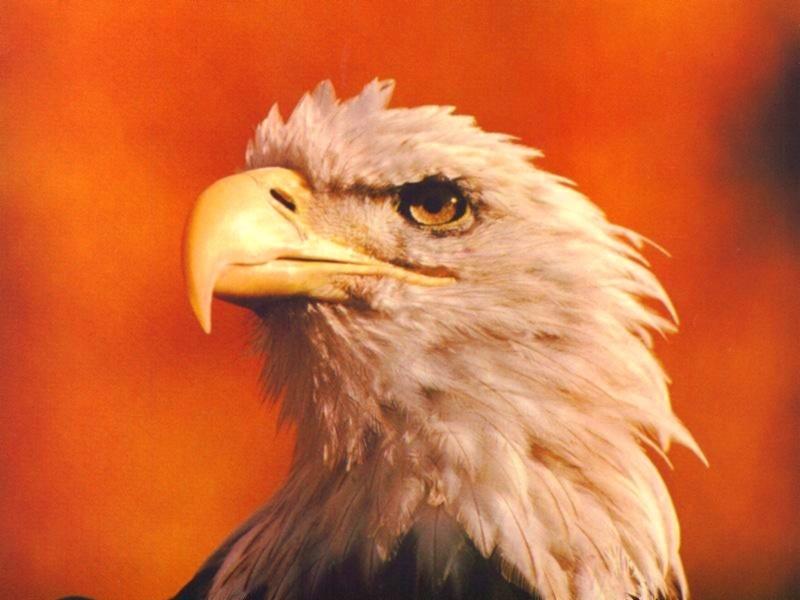 Bald Eagle (Haliaeetus leucocephalus){!--흰머리수리--> head; DISPLAY FULL IMAGE.