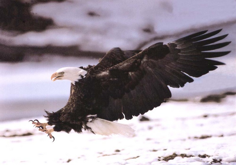 Bald Eagle (Haliaeetus leucocephalus){!--흰머리수리--> about to hunt; DISPLAY FULL IMAGE.