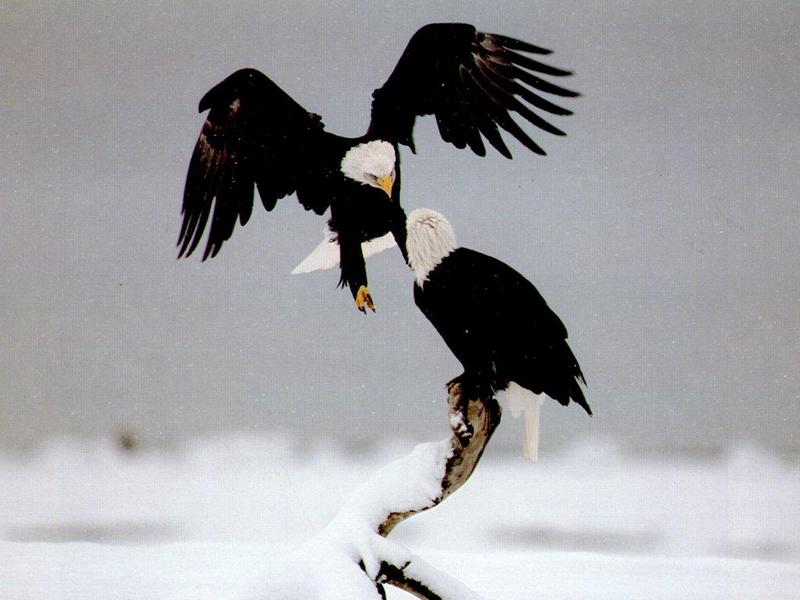 Bald Eagle (Haliaeetus leucocephalus){!--흰머리수리--> pair; DISPLAY FULL IMAGE.