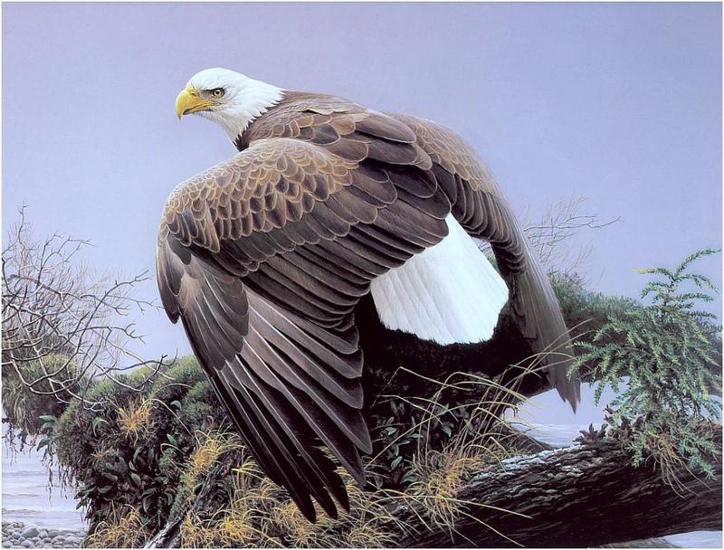 [Animal Art] Bald Eagle (Haliaeetus leucocephalus){!--흰머리수리-->: Robert Bateman - Vantage Point (1980); DISPLAY FULL IMAGE.