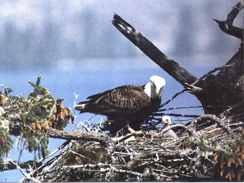 Bald Eagle (Haliaeetus leucocephalus){!--흰머리수리--> and chick on nest; DISPLAY FULL IMAGE.