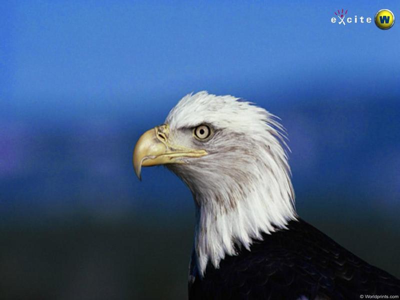 Bald Eagle (Haliaeetus leucocephalus){!--흰머리수리--> head; DISPLAY FULL IMAGE.