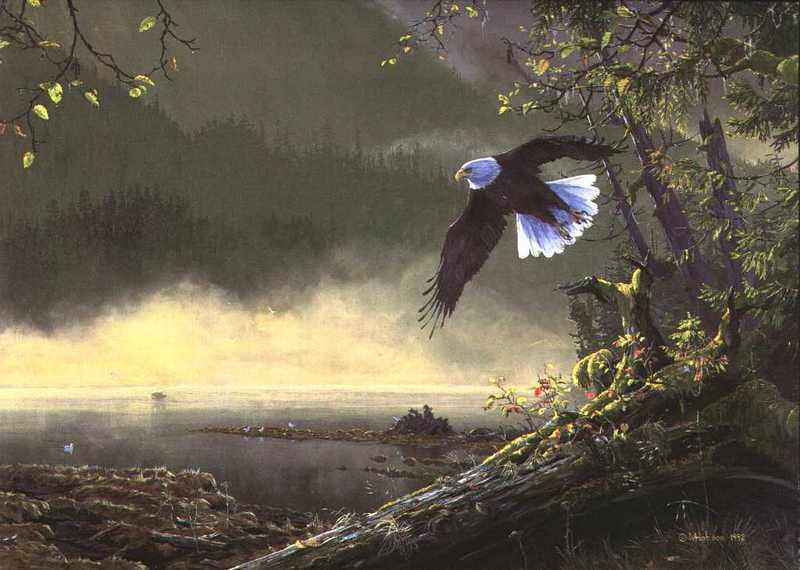 [Animal Art] Bald Eagle (Haliaeetus leucocephalus){!--흰머리수리--> in morning flight; DISPLAY FULL IMAGE.