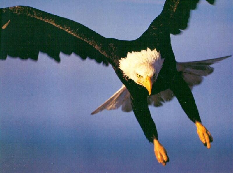 Bald Eagle (Haliaeetus leucocephalus){!--흰머리수리--> dropping; DISPLAY FULL IMAGE.