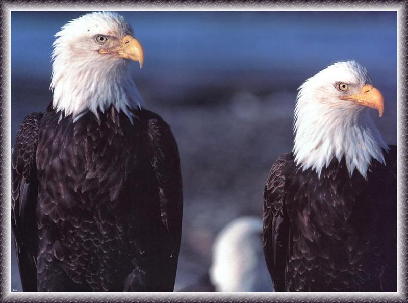 Bald Eagles (Haliaeetus leucocephalus){!--흰머리수리-->; DISPLAY FULL IMAGE.