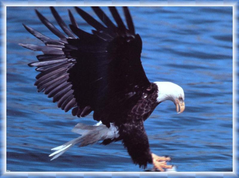 Bald Eagle (Haliaeetus leucocephalus){!--흰머리수리--> hunting flight; DISPLAY FULL IMAGE.