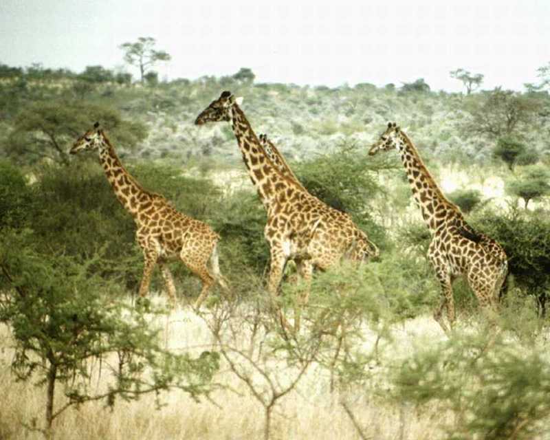 Giraffe (Giraffa camelopardalis){!--기린--> marching herd; DISPLAY FULL IMAGE.