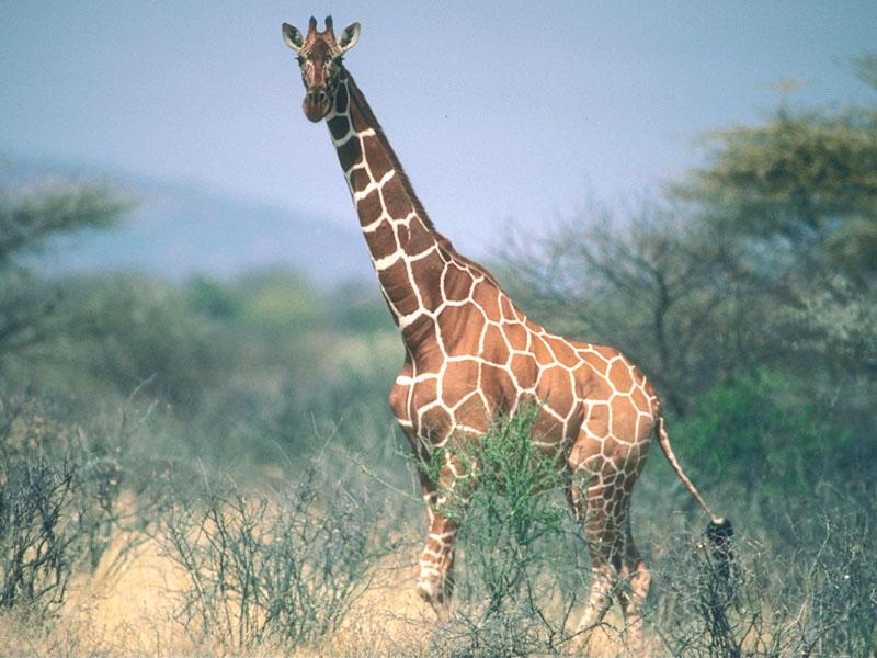 Reticulated Giraffe (Giraffa camelopardalis reticulata){!--그물무늬기린--> in bush; DISPLAY FULL IMAGE.