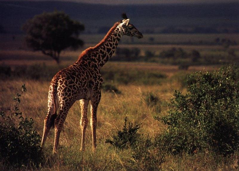Giraffe (Giraffa camelopardalis){!--기린--> by Claudia-Adams; DISPLAY FULL IMAGE.